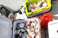 了解海钓饵选择，如何挑选最适合的鱼饵？