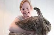 高萌来袭：你能想象出最大的兔子有多大吗？
