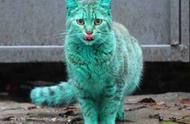 荧光绿的流浪猫引发变异疑云，真相揭晓令人哭笑不得