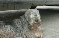 湖北街头的孤独雪纳瑞：被遗弃的老年犬，它问：为何离我而去？