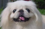 京巴犬的眼神魅力，如何培养一只可爱的京巴犬？