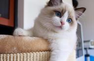 揭秘布偶猫：为何被誉为最具仙气的猫咪却难以养护？