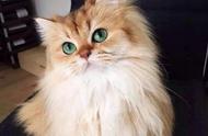 金吉拉猫：29期猫猫品种图鉴详解