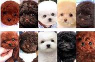 泰迪犬的多彩世界，你最喜欢哪一种？