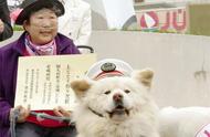日本网红秋田犬“丑萌”不幸离世，曾是观光站的明星