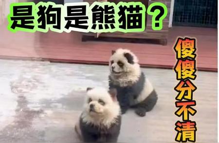 五一假期爆红网络：熊猫犬引发热潮，松狮与熊猫同感困惑！